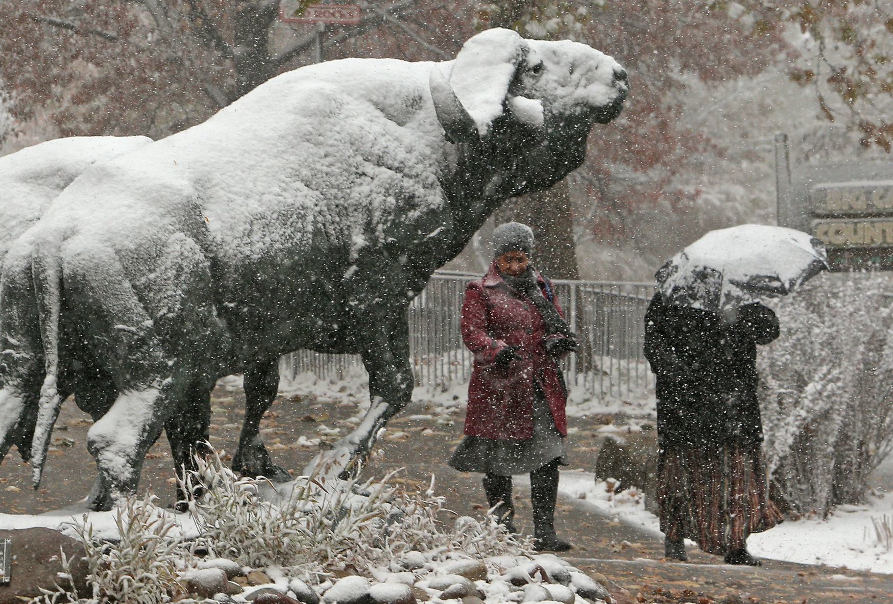 First snow covers the Zoo